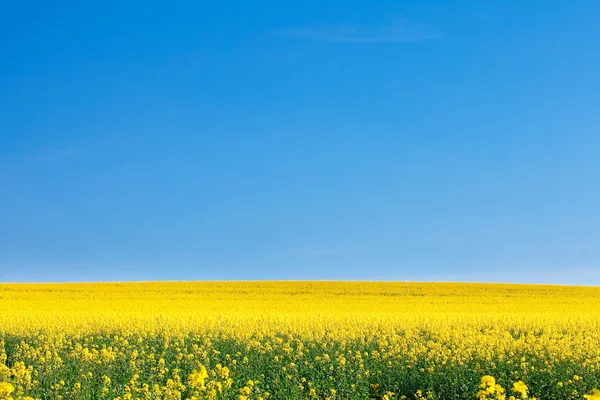 Pole žluté řepky proti modré obloze — Stock fotografie