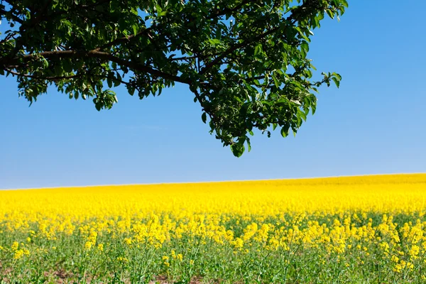 Pole żółty rzepak i drzewa przeciw błękitne niebo — Zdjęcie stockowe