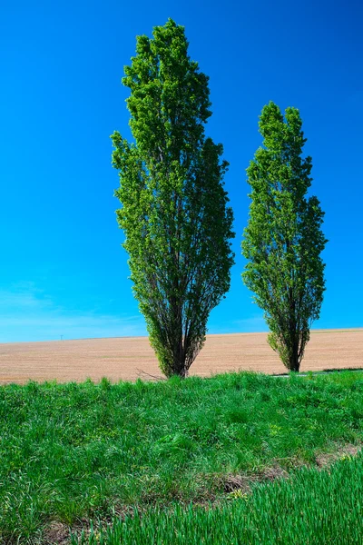 Ağaçlar mavi gökyüzü ile çayır — Stok fotoğraf