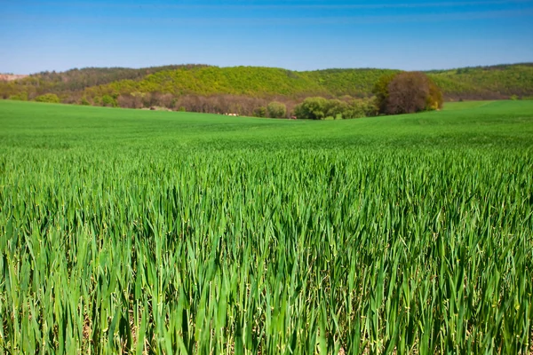 Hierba verde exuberante contra el cielo azul — Foto de Stock