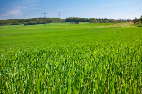 Hierba verde exuberante contra el cielo azul — Foto de Stock