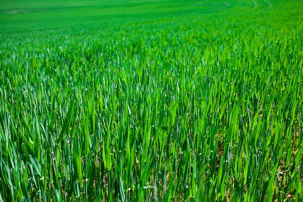 緑豊かな緑の芝生の背景 — ストック写真