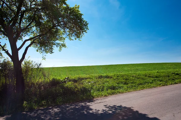 Estrada e um prado com árvores contra o céu azul — Fotografia de Stock