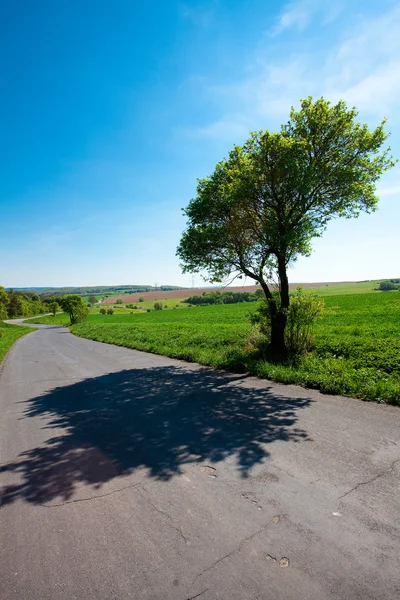 Estrada e um prado com árvores contra o céu azul — Fotografia de Stock