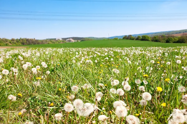 Field of dandelions on a background of blue sky — Stock Photo, Image
