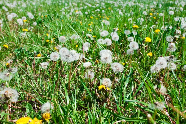 Background field of dandelions — Stock Photo, Image
