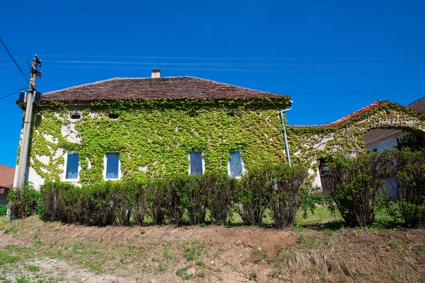 Casa entrelazada con hiedra contra el cielo azul —  Fotos de Stock