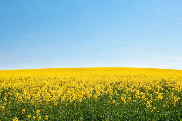 Campo de estupro amarelo contra o céu azul — Fotografia de Stock