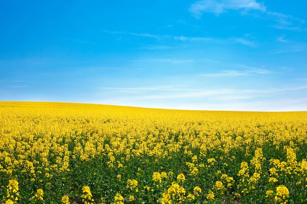 Campo de violación amarilla contra el cielo azul —  Fotos de Stock