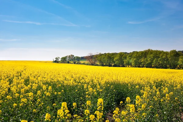 Campo de estupro amarelo e colinas contra o céu azul — Fotografia de Stock