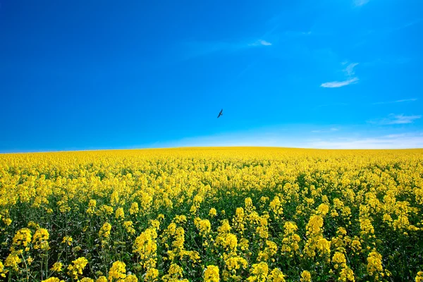 Pole žluté řepky proti modré obloze s ptákem — Stock fotografie