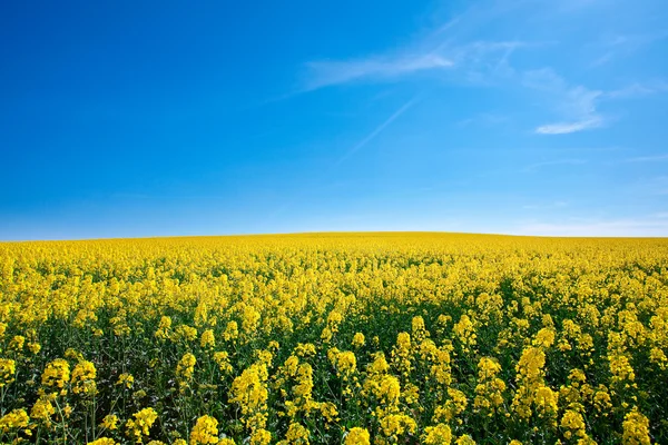 Field of yellow rape against the blue sky — Stock Photo, Image
