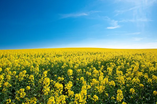 Field of yellow rape against the blue sky — Stock Photo, Image