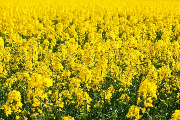 Tło pola rzepaku żółty — Zdjęcie stockowe