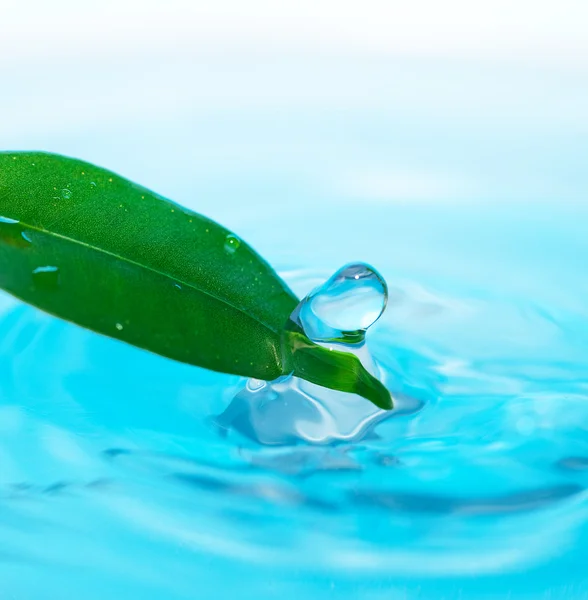 Waterdruppel en groene bladeren op een blauwe achtergrond — Stockfoto