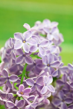 çalıların arasında blooming baharın leylak