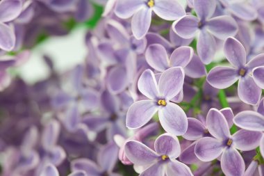 çalıların arasında blooming baharın leylak