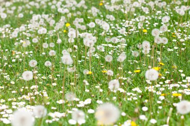 Dandelions arka planı yeşil çimen