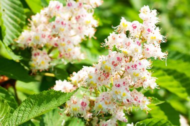 Chestnut flower on a background of green leaves clipart