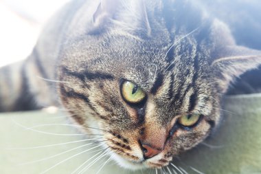 güzel çizgili kedi açık portresi