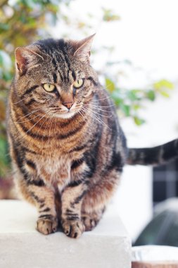 güzel çizgili kedi açık portresi