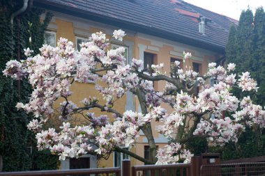 bloeiende magnolia op de achtergrond van het huis