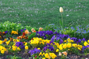 güzel laleler ve pansies Park