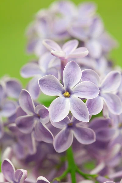 Cespugli di un lilla di primavera fiorente — Foto Stock