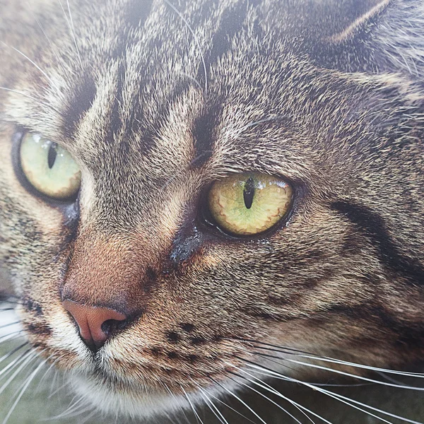 Portret van een mooie gestreepte kat buiten — Stockfoto