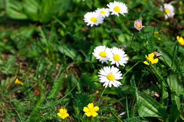Camomile against the background of green grass — Stock Photo, Image