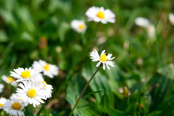 Camomile against the background of green grass — Stock Photo, Image