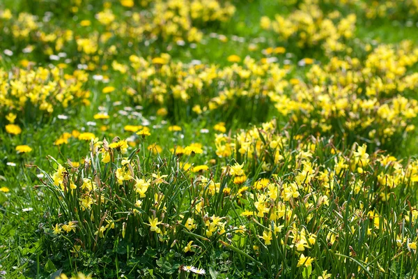 Подснежники и одуванчики на фоне зеленой травы — стоковое фото