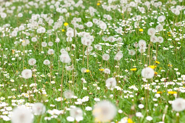 Одуванчики на фоне зеленой травы — стоковое фото