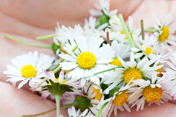 Camomile in the hands of women — Stock Photo, Image
