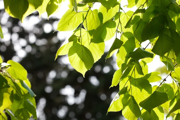 Folha de primavera verde suculenta na árvore — Fotografia de Stock