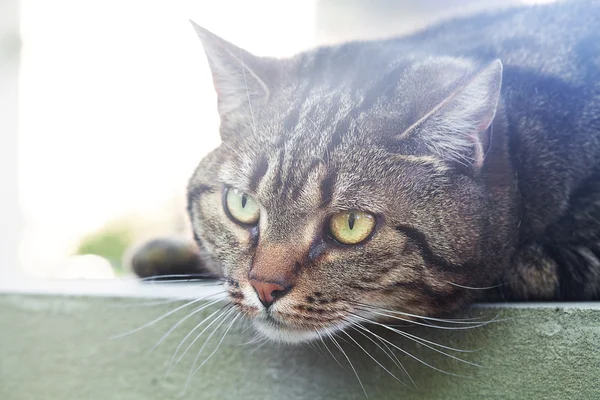 Portrét krásné pruhované kočky venkovní — Stock fotografie
