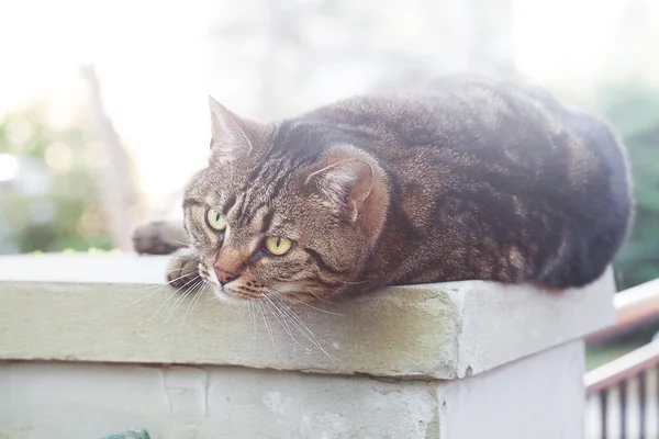 Potret dari kucing bergaris indah outdoor — Stok Foto