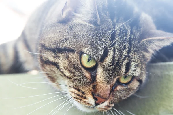 Portrait d'un beau chat rayé en plein air — Photo