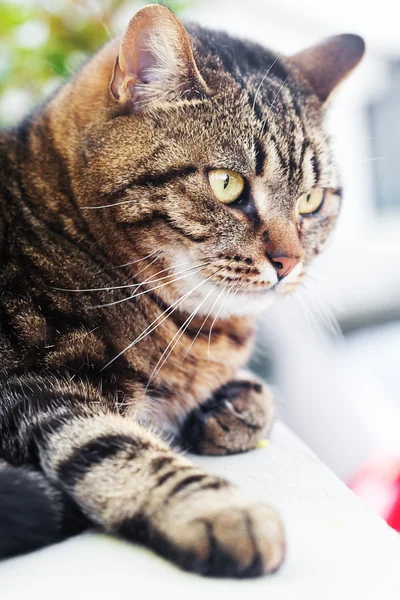 Portret van een mooie gestreepte kat buiten — Stockfoto