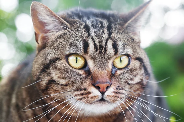Porträt einer schönen gestreiften Katze im Freien — Stockfoto
