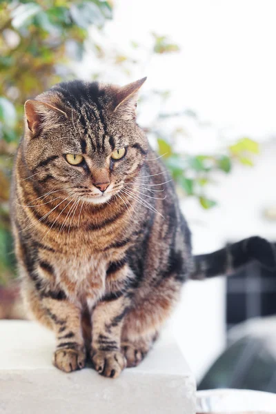 Retrato de um belo gato listrado ao ar livre — Fotografia de Stock