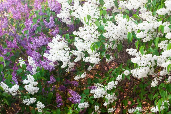 Cespugli di un lilla di primavera fiorente — Foto Stock