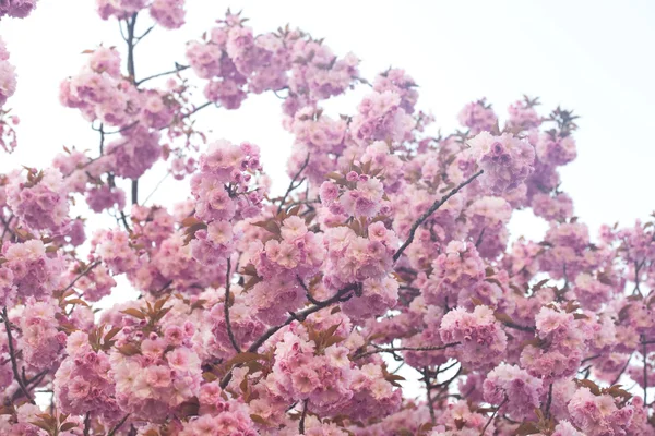 Fond des fleurs de sakura — Photo