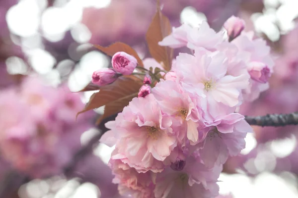 桜の花の背景 — ストック写真