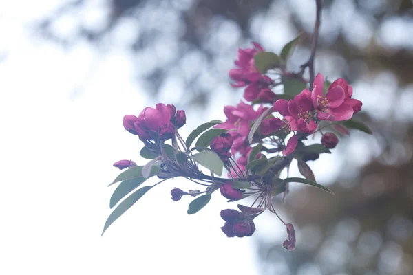 Bir ağaç dalı üzerinde kırmızı çiçekler — Stok fotoğraf