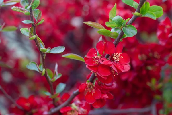 Rote Blumen auf einem Ast — Stockfoto