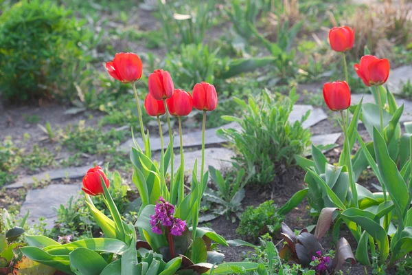 Hermosos tulipanes rojos en el parque — Foto de Stock