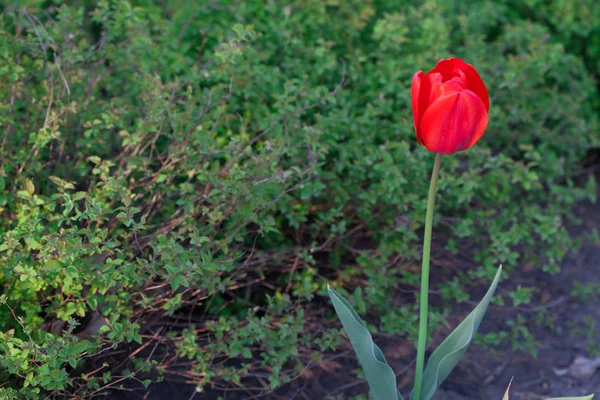 Beautiful red tulips in city park — Stock Photo, Image