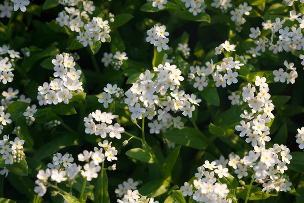 ดอกไม้สีขาวบนกิ่งไม้ — ภาพถ่ายสต็อก