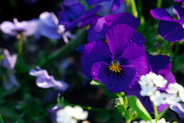 在城市花园的美丽紫罗兰 — 图库照片